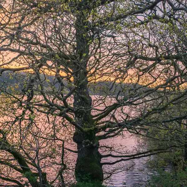 Golden Spring Dawn