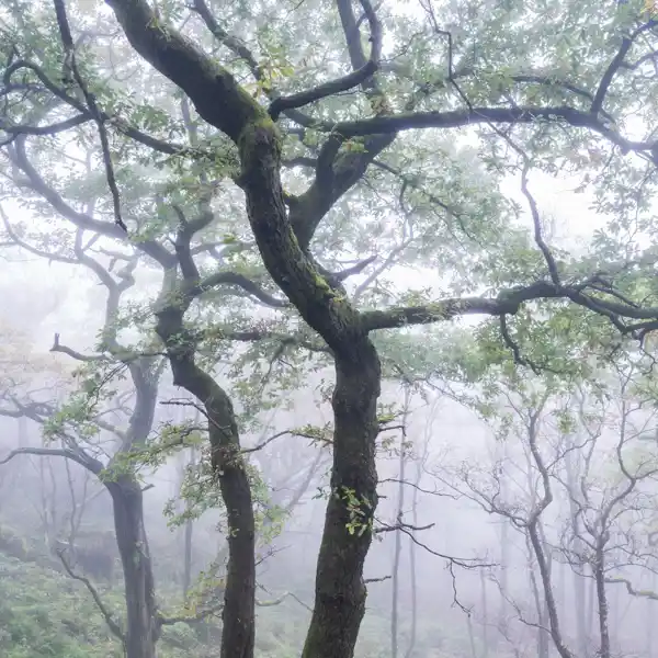 Autumn Mists (1)