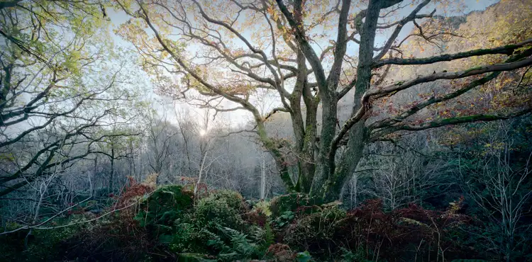 Mother Nature Neg 10Mic 5K Flat Crop