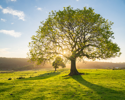 June early morning light