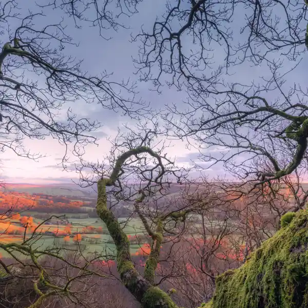 Through the trees