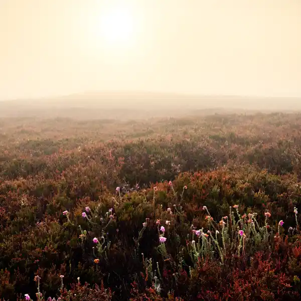 Moorland at dawn