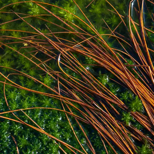 Tangle